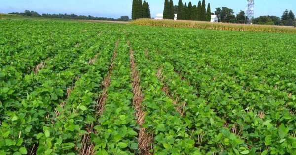 La Nación / Prevén condiciones hídricas favorables para los cultivos en noviembre