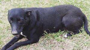 Se fueron a España y abandonaron a sus tres perritos