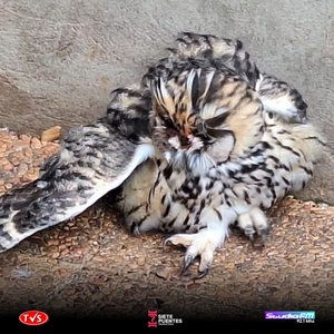 NUEVO CASO DE CRUELDAD ANIMAL EN ENCARNACIÓN - «TVS DIGITAL»