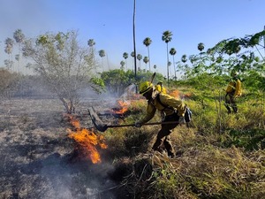 Incendio devasta 23.000 hectáreas del Parque Río Negro