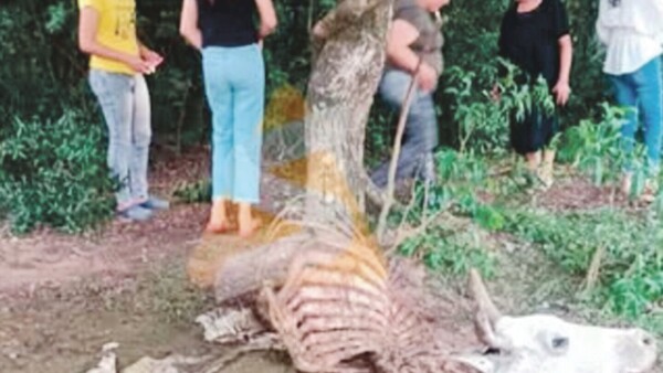 Cuatreros carnearon vaca que era para un rezo final