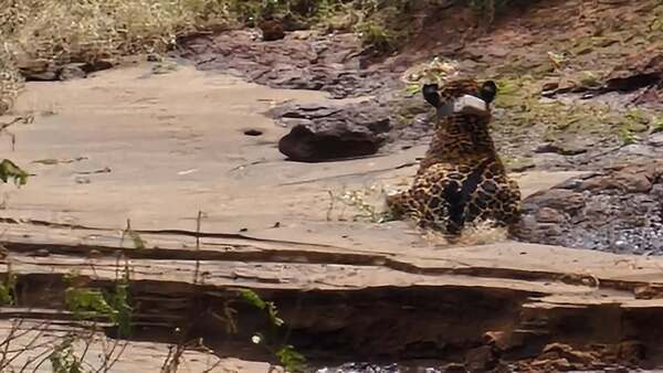 Video: Turistas avistan a un yaguareté en las Cataratas del Iguazu