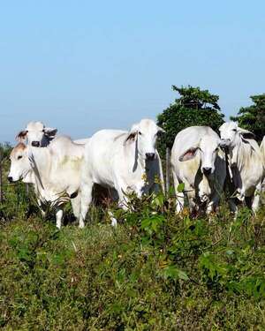 ARP insistirá en un instituto de carne - Económico - ABC Color