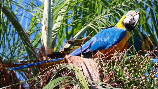 Guacamayos vuelven a surcar los cielos de Mbaracayú tras 40 años