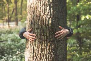 Abrazar árboles es una locura, o... ¿tiene fundamentos científicos?  - Estilo de vida - ABC Color