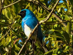 La mal llamada "Golondrina Azul" del Paraguay