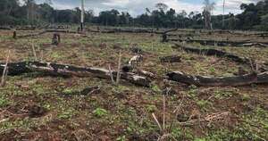 Diario HOY | Pérdida de bosques y vulneración de reservas, la otra cara del narcotráfico