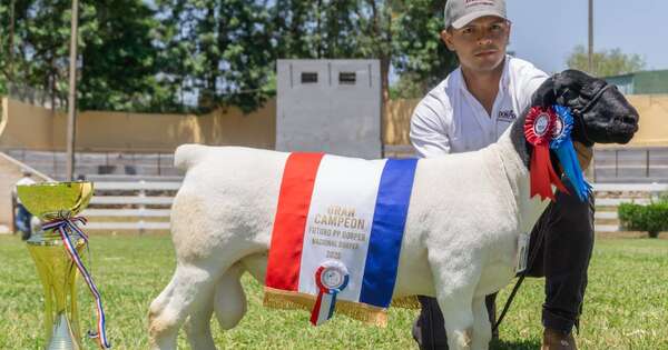 La Nación / Vitrina genética: Segunda Nacional Dorper contó con la participación de más de 300 ejemplares