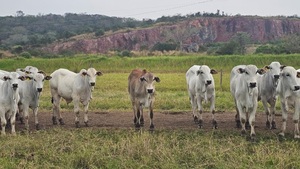 Centro Genético Taurus impulsa estación de prueba para potenciar la selección de toros superiores