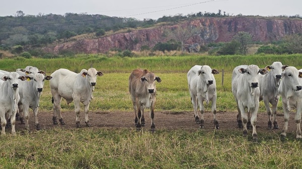 Centro Genético Taurus impulsa estación de prueba para potenciar la selección de toros superiores