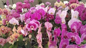 Flores con valor agregado: mujeres de Caacupé innovan con orquídeas y kokedamas