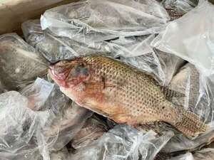 MAG admite que hay  contrabando de pescado y denuncias apuntan a China - Economía - ABC Color