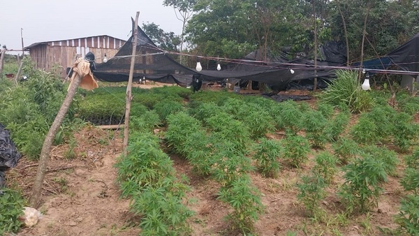Narco-invasores montaron laboratorio de marihuana “Ice” en estancia invadida