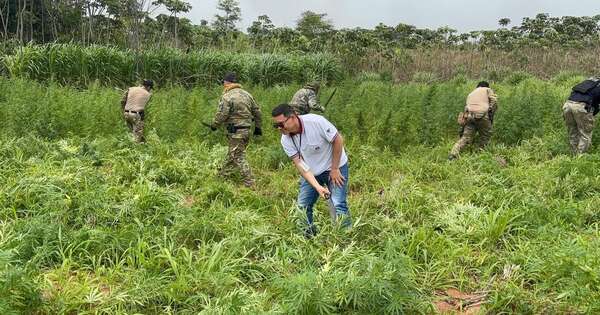 La Nación / Nueva Alianza 53: destruyen laboratorio montado por narcoinvasores
