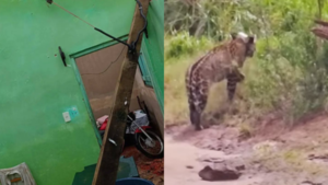 Lo que tenés que saber: Temporal afecta casas en San Pedro y turistas avistan jaguareté en cataratas