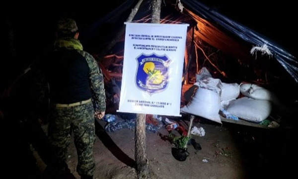 Tres toneladas de marihuana y cinco centros de acopio destruidos en Amambay - OviedoPress