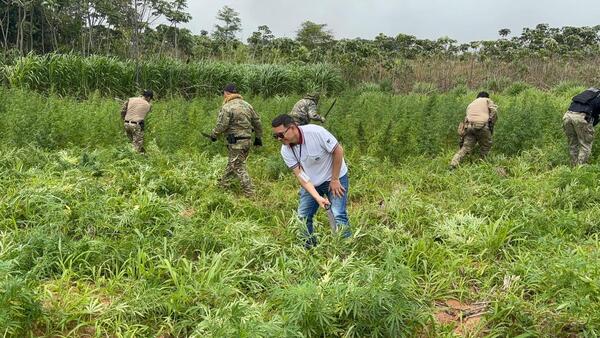 Golpe al narcotráfico en la frontera: Operación “Nueva Alianza 53” avanza con resultados históricos