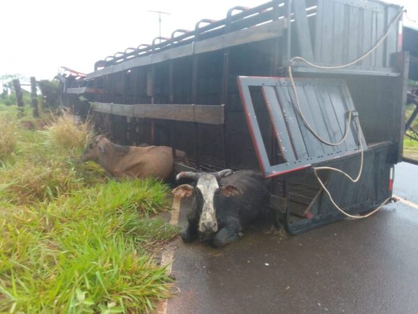 Camión transganado volcó en Paso Tuya: cinco vacas murieron tras perder el control por la lluvia