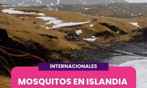 Detectan por primera vez en Islandia un mosquito capaz de sobrevivir al frío extremo