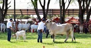 La Expo Guaira 2025 cerró con excelente genética bovina y ovina
