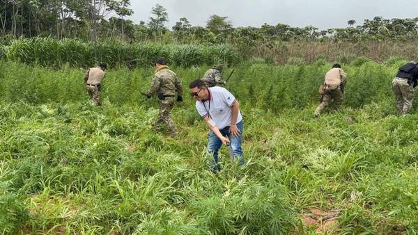 Narco- invasores montan laboratorio de marihuana narcos
