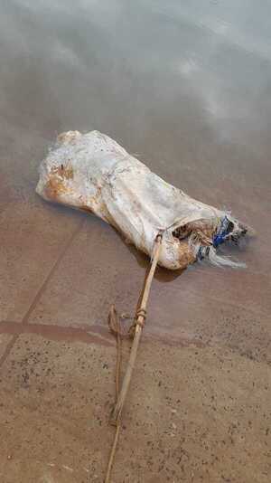 Hallan cadáver de mujer en bolsa arpillera flotando en el Río Paraná - ADN Digital