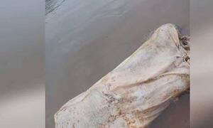 Hallan bolsa de arpillera con al menos un cadáver – Prensa 5