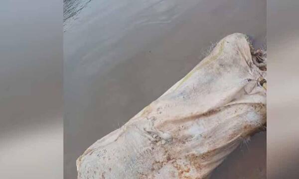 Hallan bolsa de arpillera con al menos un cadáver – Prensa 5