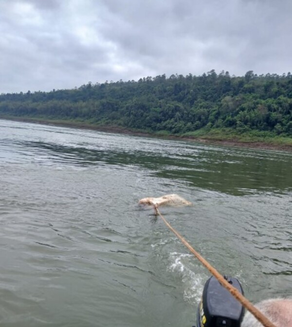 Popular / Ojejuka ha oñemombo ríope envuelto en arpillera