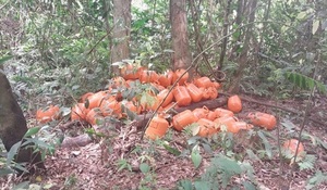 Pindó al rojo vivo: Invasores narcos defienden gigantesca estructura de droga con sistemática estrategia guerrillera – La Mira Digital