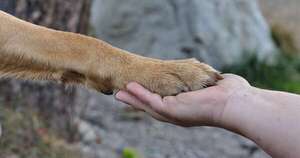 Diario HOY | Del básico ladrar al atípico gluglutear: sonidos que emiten los animales