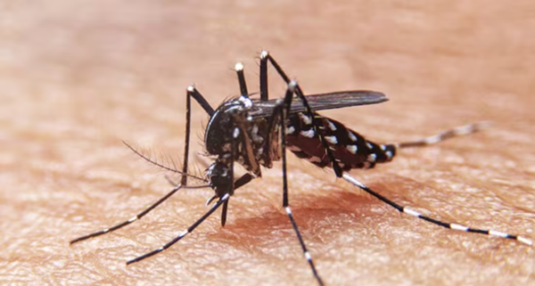 Vigilancia activa ante posible epidemia por la reintroducción del serotipo 3 de dengue