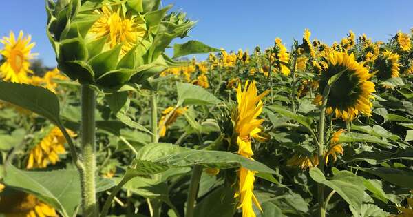 La Nación / Resistencia y renta: el girasol se posiciona como alternativa para productores de Caaguazú