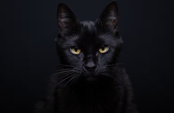 Alertan por maltrato a gatos negros en Halloween