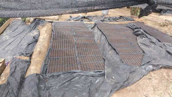 Continúa la Operación "Nueva Alianza 53" con hallazgo de laboratorio de marihuana "Ice"