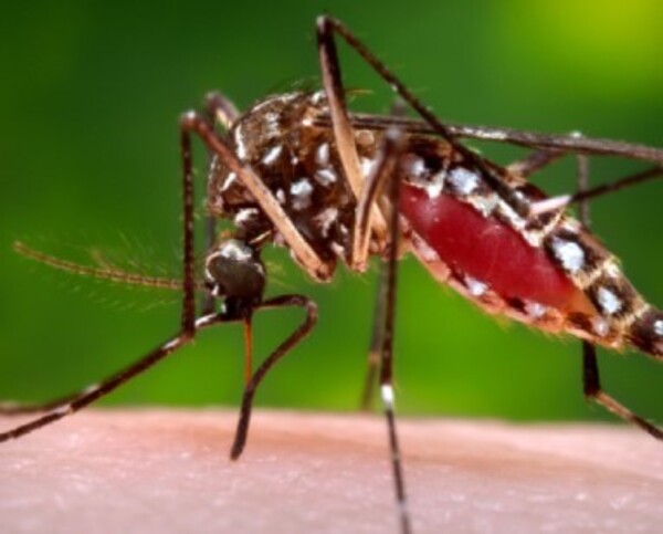 Popular / Dengue y chikungunya al acecho, Salud alerta por posibles brotes