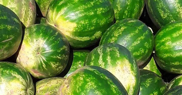 Inicia la primera cosecha de sandía en San Pedro del Paraná