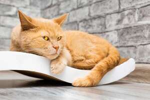 Ataxia en gatos: causas subyacentes que implican más que simple torpeza - Mascotas - ABC Color