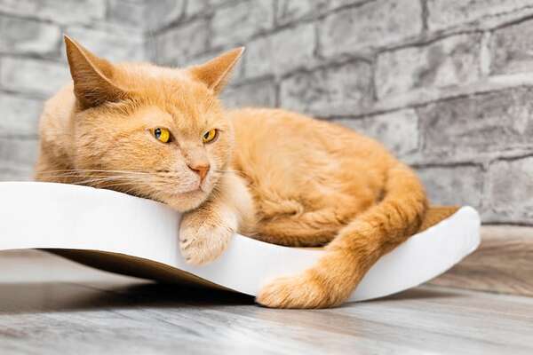 Ataxia en gatos: causas subyacentes que implican más que simple torpeza - Mascotas - ABC Color