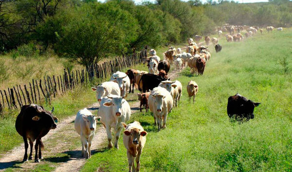 Disminución del hato ganadero paraguayo “podría agravarse en el 2026”, advierten
