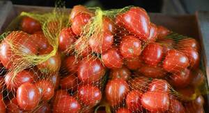 Plan Nacional de cultivo de tomate incluirá 1.400 productores