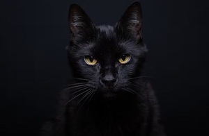 Alertan por maltrato a gatos negros en Halloween