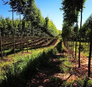 Paraguay recibe reconocimiento internacional por impulsar sistemas agroalimentarios sostenibles - ADN Digital