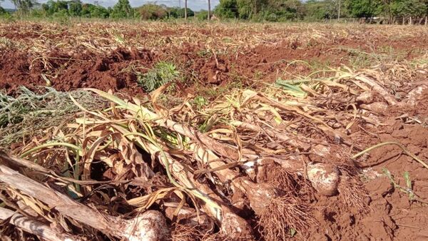 Llega la primera edición de la Fiesta del Ajo en General Artigas