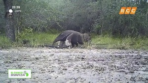 Video: El ChacoAvanza | Cooperativa Chortitzer – Maiko Doerksen