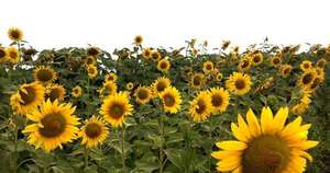 La Nación / El girasol se posiciona como alternativa para productores