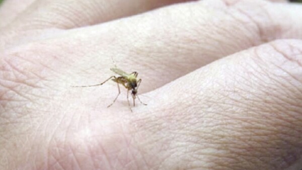 ¡Cháke dengue!: Alertaron sobre una nueva epidemia