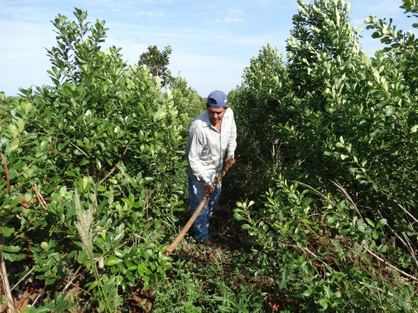 Mbaracayú produce yerba mate bajo monte y conserva su bosque