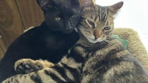 Se divorció y pagará la manutención de sus gatos por 10 años