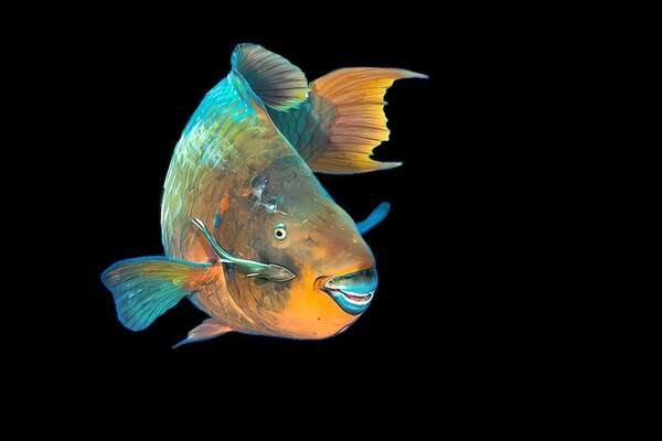 Animales que cambian de sexo: los sorprendentes mecanismos de la naturaleza - Ciencia - ABC Color